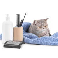 Nega, zdravlje i higijena mačaka